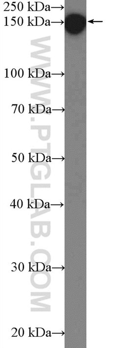 C11orf30 Rabbit anti-Human, Polyclonal, Proteintech 150 &mu;L; Unconjugated:Antibodies,