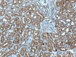 FAHD1 Rabbit anti-Human, Polyclonal, Proteintech:Antibodies:Primary Antibodies