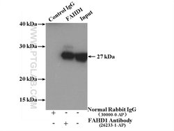 FAHD1 Rabbit anti-Human, Polyclonal, Proteintech:Antibodies:Primary Antibodies