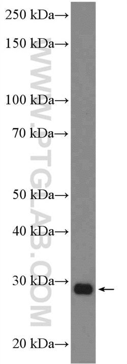 FAHD1 Rabbit anti-Human, Polyclonal, Proteintech:Antibodies:Primary Antibodies
