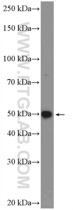 FAM126A Rabbit anti-Human, Polyclonal, Proteintech 150 μL; Unconjugated:Antibodies,