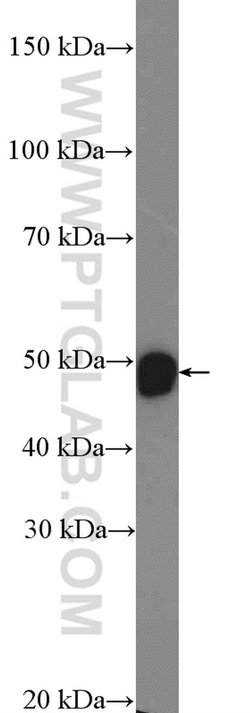 DLX2 Rabbit anti-Human, Mouse, Polyclonal, Proteintech:Antibodies:Primary