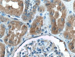C8orf4 Rabbit anti-Human, Mouse, Polyclonal, Proteintech 150 &mu;L; Unconjugated:Antibodies,