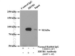 ZBTB1 Rabbit anti-Human, Polyclonal, Proteintech:Antibodies:Primary Antibodies