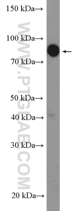 ZBTB1 Rabbit anti-Human, Polyclonal, Proteintech:Antibodies:Primary Antibodies