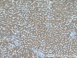 C19orf54 Rabbit anti-Human, Mouse, Polyclonal, Proteintech 20 &mu;L; Unconjugated:Antibodies,