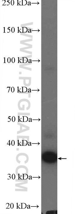 C19orf54 Rabbit anti-Human, Mouse, Polyclonal, Proteintech 20 &mu;L; Unconjugated:Antibodies,