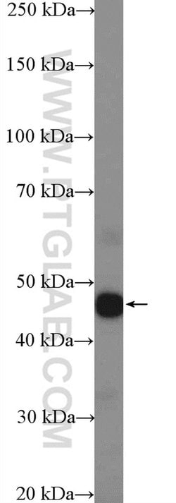 CCDC68 Rabbit anti-Human, Polyclonal, Proteintech:Antibodies:Primary Antibodies