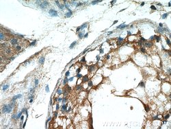 PDILT Rabbit anti-Human, Polyclonal, Proteintech:Antibodies:Primary Antibodies
