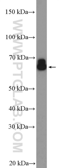 PDILT Rabbit anti-Human, Polyclonal, Proteintech:Antibodies:Primary Antibodies