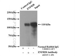 ZNF828 Rabbit anti-Human, Polyclonal, Proteintech 150 &mu;L | Buy Online | Proteintech | Fisher Scientific