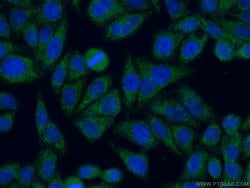 C19orf21 Rabbit anti-Human, Polyclonal, Proteintech 150 &mu;L; Unconjugated:Antibodies,