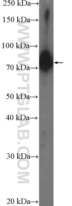 C19orf21 Rabbit anti-Human, Polyclonal, Proteintech 150 &mu;L; Unconjugated:Antibodies,