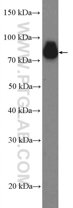 C19orf21 Rabbit anti-Human, Polyclonal, Proteintech 150 &mu;L; Unconjugated:Antibodies,