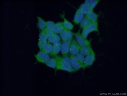 RNF14 Rabbit anti-Human, Polyclonal, Proteintech 20 &mu;L; Unconjugated:Antibodies,