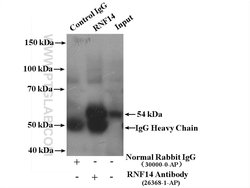 RNF14 Rabbit anti-Human, Polyclonal, Proteintech 20 &mu;L; Unconjugated:Antibodies,