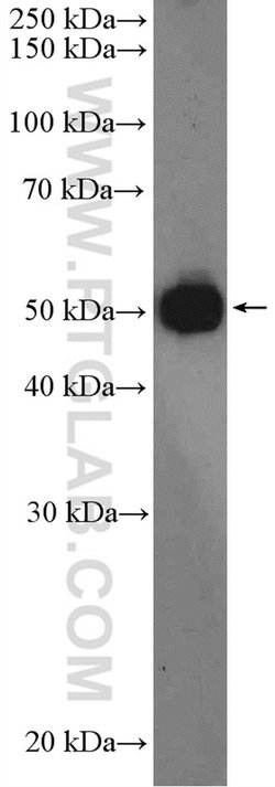 RNF14 Rabbit anti-Human, Polyclonal, Proteintech 20 &mu;L; Unconjugated:Antibodies,