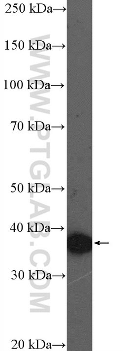 FAM92B Rabbit anti-Human, Mouse, Polyclonal, Proteintech:Antibodies:Primary