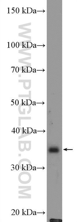 FAM92B Rabbit anti-Human, Mouse, Polyclonal, Proteintech:Antibodies:Primary