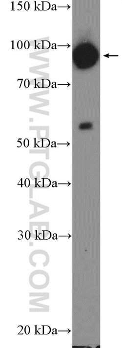 ENAH Rabbit anti-Human, Polyclonal, Proteintech:Antibodies:Primary Antibodies