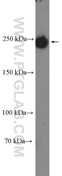 GMAP-210 Rabbit anti-Human, Polyclonal, Proteintech:Antibodies:Primary