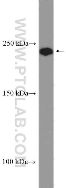 GMAP-210 Rabbit anti-Human, Polyclonal, Proteintech:Antibodies:Primary