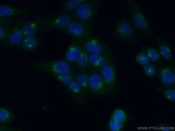 GMAP-210 Rabbit anti-Human, Polyclonal, Proteintech:Antibodies:Primary