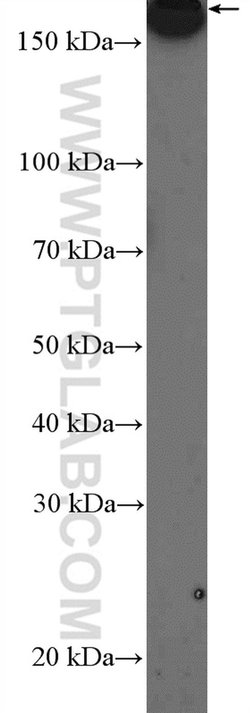 GMAP-210 Rabbit anti-Human, Polyclonal, Proteintech:Antibodies:Primary