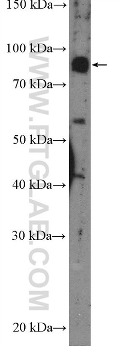 GLE1 Rabbit anti-Human, Polyclonal, Proteintech:Antibodies:Primary Antibodies