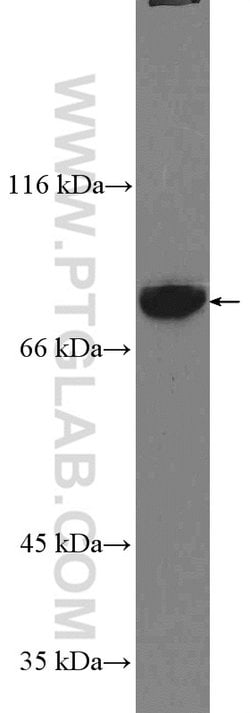 GLE1 Rabbit anti-Human, Polyclonal, Proteintech:Antibodies:Primary Antibodies