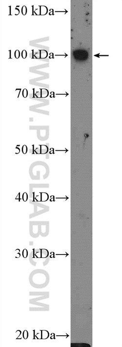 FCRL5 Rabbit anti-Human, Polyclonal, Proteintech:Antibodies:Primary Antibodies