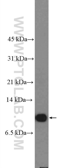 Parvalbumin Rabbit anti-Human, Mouse, Polyclonal, Proteintech 20 &mu;L | Buy Online | Proteintech | Fisher Scientific