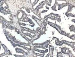 KLK4 Rabbit anti-Human, Polyclonal, Proteintech 150 &mu;L; Unconjugated:Antibodies,