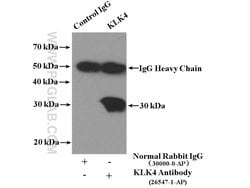 KLK4 Rabbit anti-Human, Polyclonal, Proteintech 150 &mu;L; Unconjugated:Antibodies,