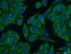 EHHADH Rabbit anti-Human, Polyclonal, Proteintech 150 &mu;L; Unconjugated:Antibodies,