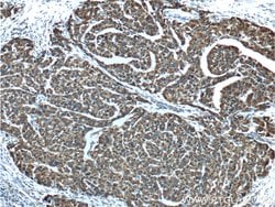 EHHADH Rabbit anti-Human, Polyclonal, Proteintech 150 &mu;L; Unconjugated:Antibodies,