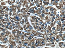 EHHADH Rabbit anti-Human, Polyclonal, Proteintech 150 &mu;L; Unconjugated:Antibodies,