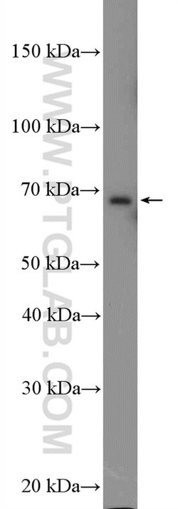 EHHADH Rabbit anti-Human, Polyclonal, Proteintech 150 &mu;L; Unconjugated:Antibodies,