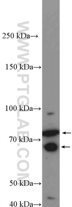 EHHADH Rabbit anti-Human, Polyclonal, Proteintech 150 &mu;L; Unconjugated:Antibodies,