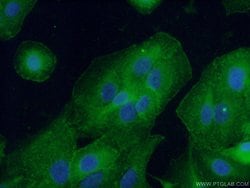CD55 Rabbit anti-Human, Polyclonal, Proteintech 150 &mu;L; Unconjugated:Antibodies,