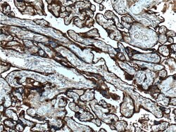 CD55 Rabbit anti-Human, Polyclonal, Proteintech 150 &mu;L; Unconjugated:Antibodies,