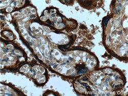CD55 Rabbit anti-Human, Polyclonal, Proteintech 150 &mu;L; Unconjugated:Antibodies,