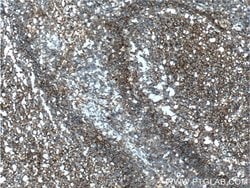 CD55 Rabbit anti-Human, Polyclonal, Proteintech 150 &mu;L; Unconjugated:Antibodies,