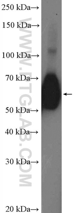 CD55 Rabbit anti-Human, Polyclonal, Proteintech 150 &mu;L; Unconjugated:Antibodies,
