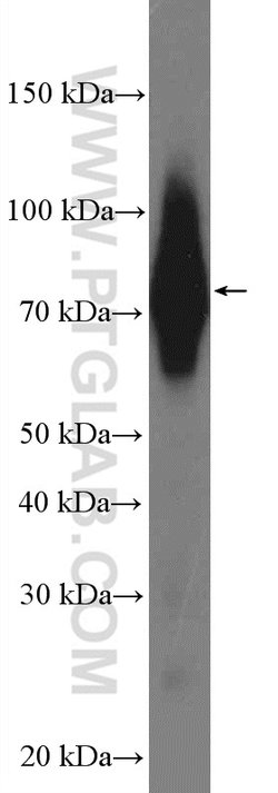 CD55 Rabbit anti-Human, Polyclonal, Proteintech 150 &mu;L; Unconjugated:Antibodies,
