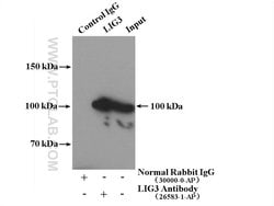LIG3 Rabbit anti-Human, Mouse, Polyclonal, Proteintech 150 &mu;L; Unconjugated:Antibodies,