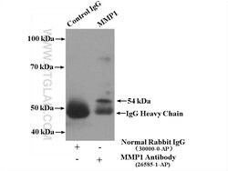 MMP1 Rabbit anti-Human, Polyclonal, Proteintech 150 &mu;L; Unconjugated:Antibodies,