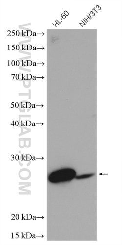 Bcl2 Rabbit anti-Mouse, Polyclonal, Proteintech
