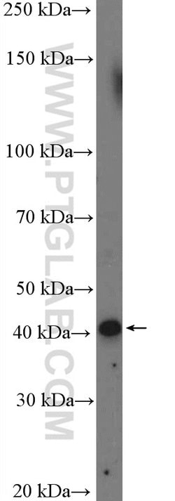 STK17B Rabbit anti-Human, Polyclonal, Proteintech 150 &mu;L; Unconjugated:Antibodies,