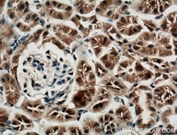CLRN1 Rabbit anti-Human, Mouse, Polyclonal, Proteintech 150 &mu;L; Unconjugated:Antibodies,